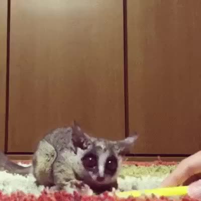 GIF Preview