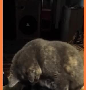 GIF Preview