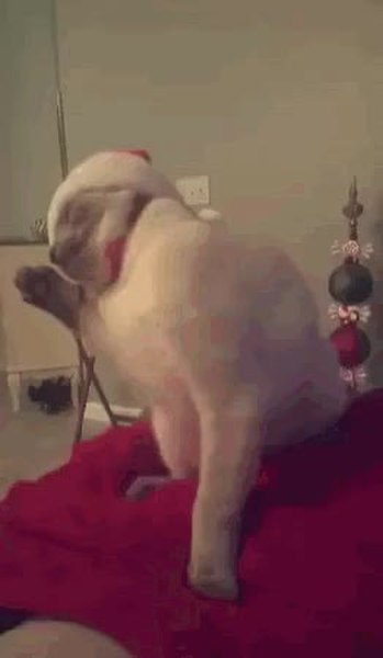 GIF Preview