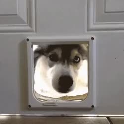 GIF Preview