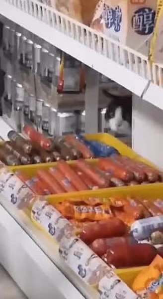 GIF Preview
