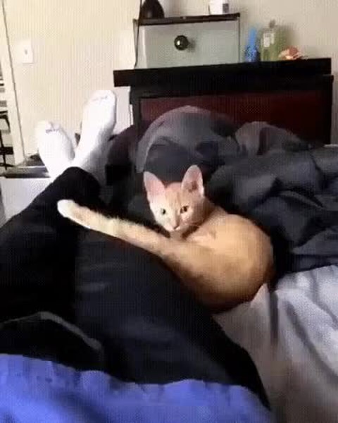 GIF Preview