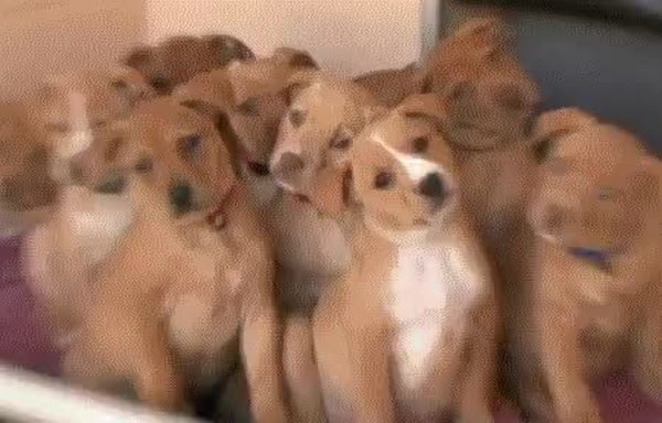 GIF Preview