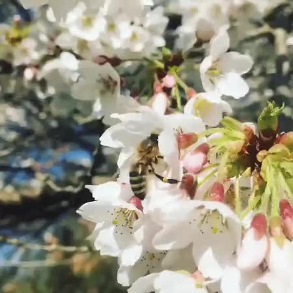 GIF Preview