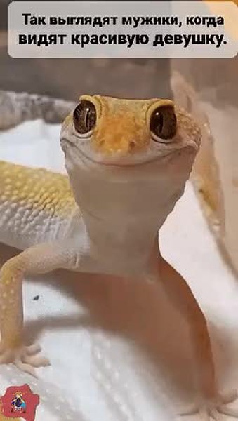 GIF Preview