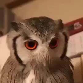 GIF Preview