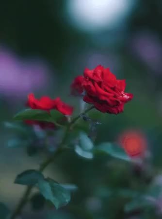 GIF Preview