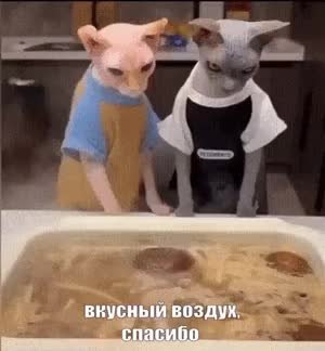 GIF Preview