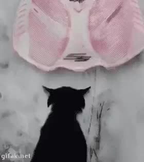 GIF Preview