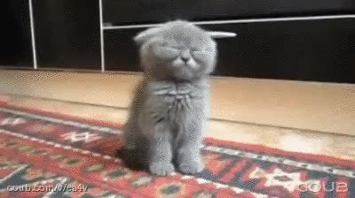 GIF Preview