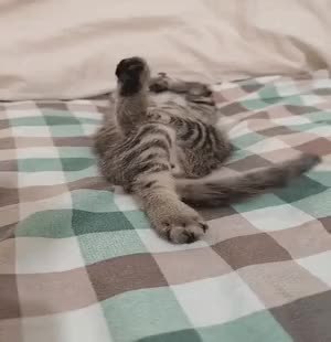 GIF Preview