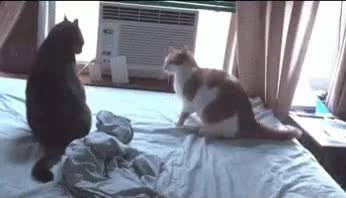 GIF Preview
