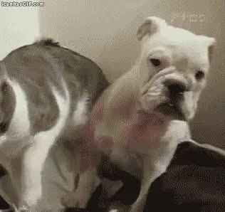 GIF Preview