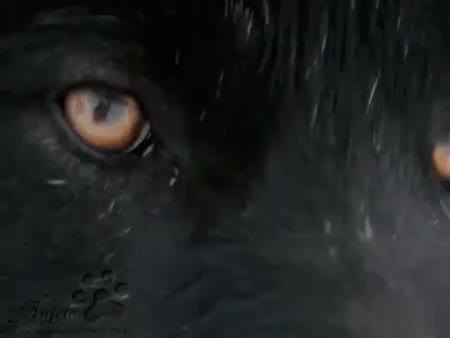 GIF Preview
