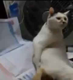 GIF Preview