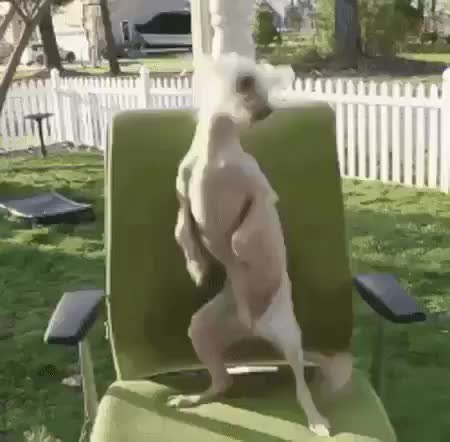 GIF Preview