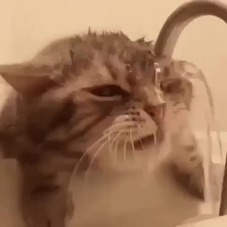 GIF Preview