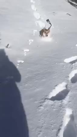 GIF Preview