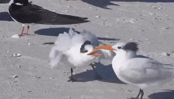 GIF Preview