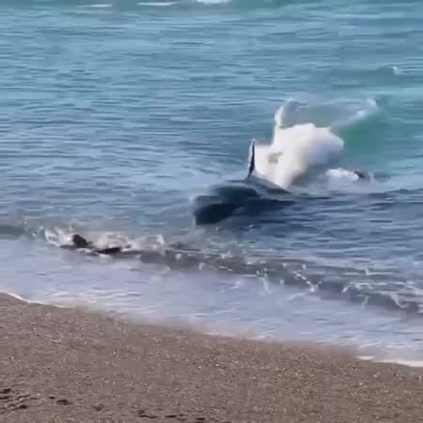GIF Preview