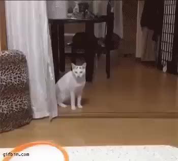 GIF Preview