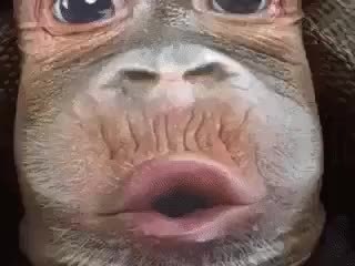 GIF Preview