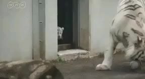 GIF Preview