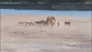 GIF Preview