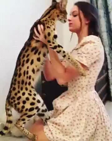 GIF Preview