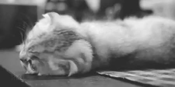 GIF Preview
