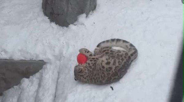 GIF Preview