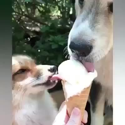 GIF Preview