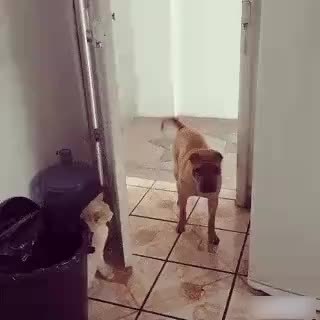 GIF Preview