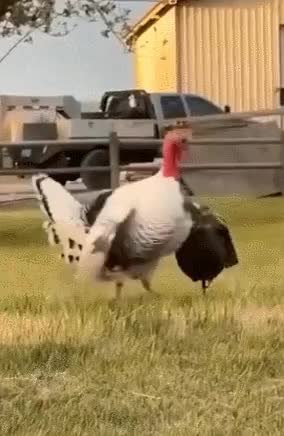 GIF Preview
