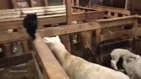 GIF Preview