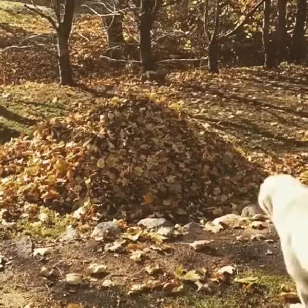 GIF Preview