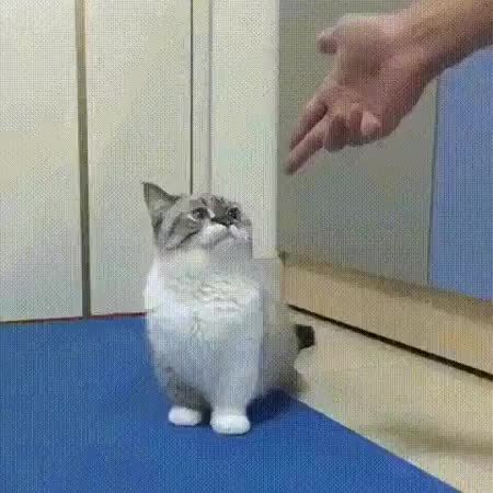 GIF Preview