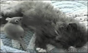 GIF Preview