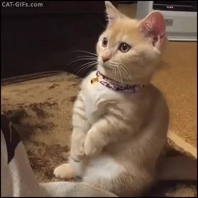 GIF Preview