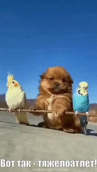 GIF Preview