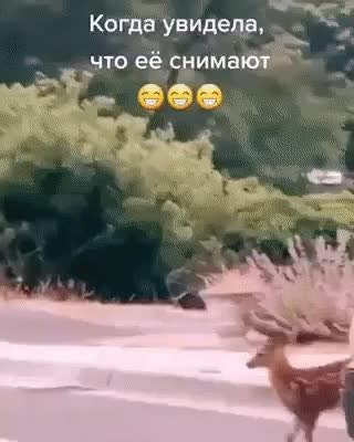 GIF Preview