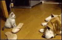GIF Preview