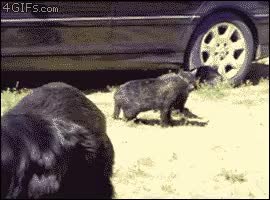 GIF Preview