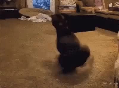 GIF Preview