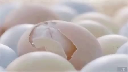 GIF Preview