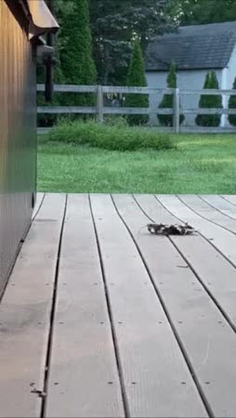 GIF Preview
