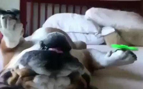 GIF Preview