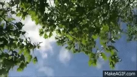 GIF Preview