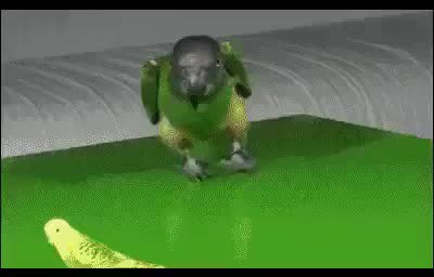 GIF Preview
