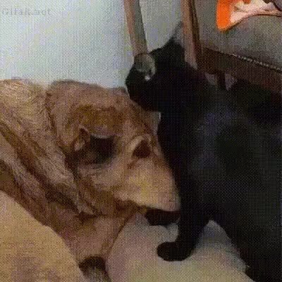 GIF Preview